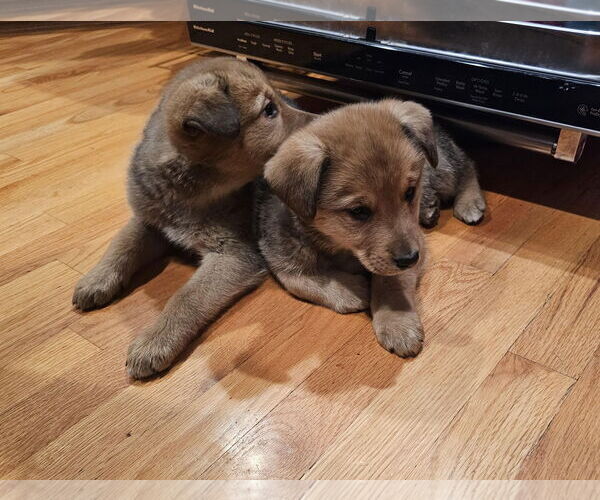 Medium Photo #5 Shepradors Puppy For Sale in Princeton, MN, USA