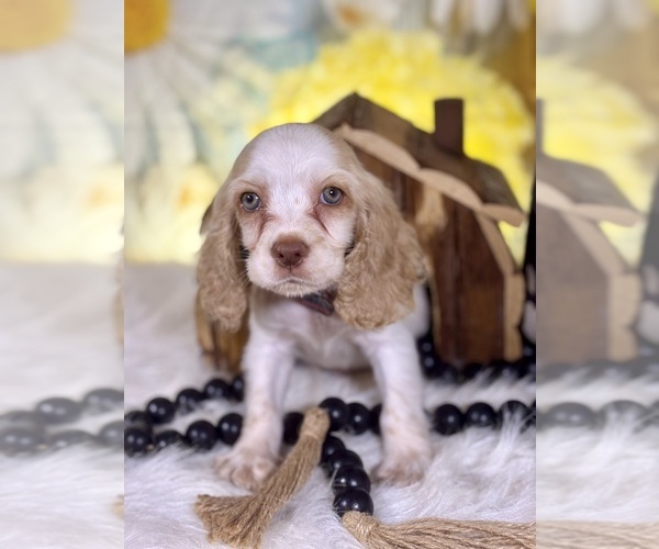 Medium Photo #9 Cocker Spaniel Puppy For Sale in RIPLEY, MS, USA