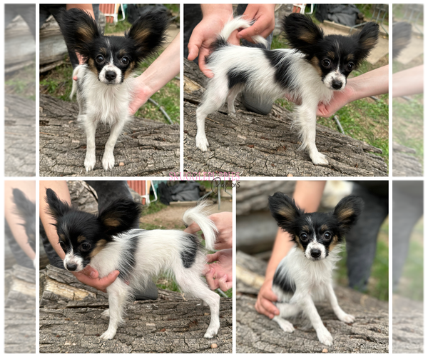 Medium Photo #1 Papillon Puppy For Sale in MINNEAPOLIS, MN, USA