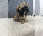 Small Photo #15 Shih Tzu Puppy For Sale in SAINT AUGUSTINE, FL, USA