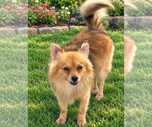 Pomeranian-Unknown Mix Dogs for adoption in Grafton, WI, USA