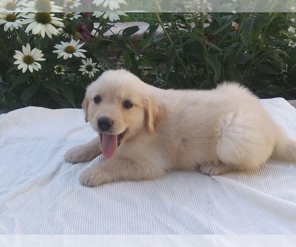 Medium Photo #2 Golden Retriever Puppy For Sale in MOBERLY, MO, USA
