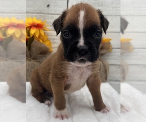 Boxer Puppy for sale in PAWNEE CITY, NE, USA