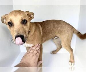Black Mouth Cur-Unknown Mix Dogs for adoption in Houston, TX, USA