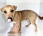 Small Black Mouth Cur Mix