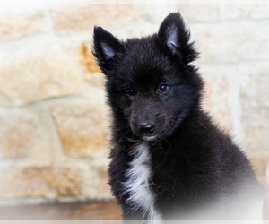 Belgian Tervuren Puppy for sale in EDGEWOOD, TX, USA