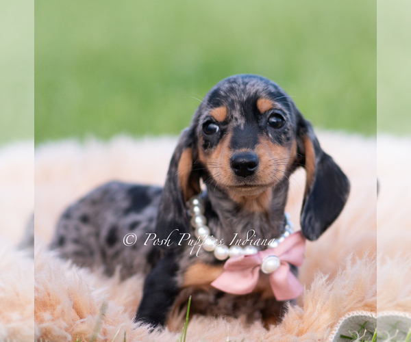 Medium Photo #3 Dachshund Puppy For Sale in WARSAW, IN, USA