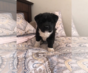 Akita Puppy for sale in SOMERSET, NJ, USA