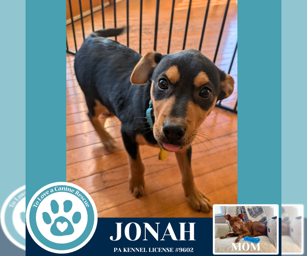 Medium Photo #2 Mutt Puppy For Sale in Kimberton, PA, USA