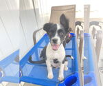 Small Border Collie-Collie Mix