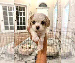 Cavachon Puppy for Sale in HOWELL, Michigan USA