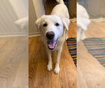 Small Photo #2 Great Pyrenees-Unknown Mix Puppy For Sale in Bend, OR, USA