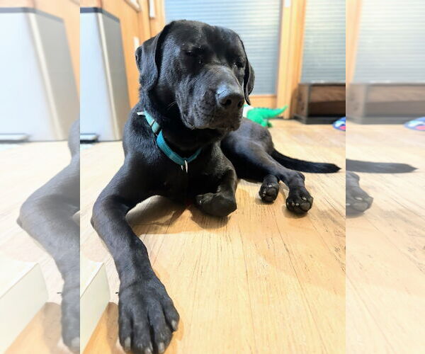 Medium Photo #8 Labrador Retriever-Unknown Mix Puppy For Sale in San Diego, CA, USA
