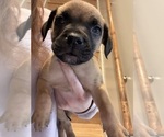 Small Photo #27 American Pit Bull Terrier-Black Mouth Cur Mix Puppy For Sale in QUAKER HILL, CT, USA