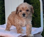 Small Photo #57 Poodle (Miniature) Puppy For Sale in GOSHEN, IN, USA
