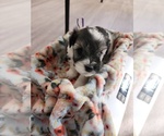 Puppy Purple Girl Schnauzer (Miniature)