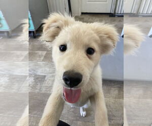 Australian Retriever Dogs for adoption in San Diego, CA, USA