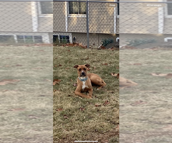 Medium Photo #2 Labrador Retriever-Unknown Mix Puppy For Sale in Brewster, NY, USA