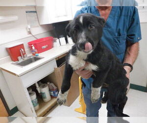 Border Collie-Unknown Mix Dogs for adoption in Oroville, CA, USA