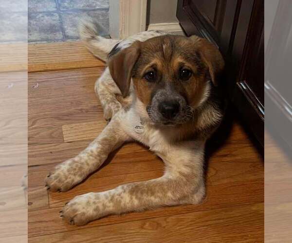 Medium Photo #3 Mutt Puppy For Sale in Candler, NC, USA