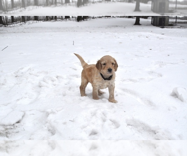 Medium Photo #6 Goldendoodle Puppy For Sale in ALBERT LEA, MN, USA