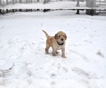 Small Photo #6 Goldendoodle Puppy For Sale in ALBERT LEA, MN, USA