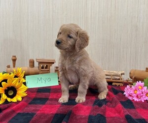 Golden Retriever Puppy for sale in OWEN, WI, USA