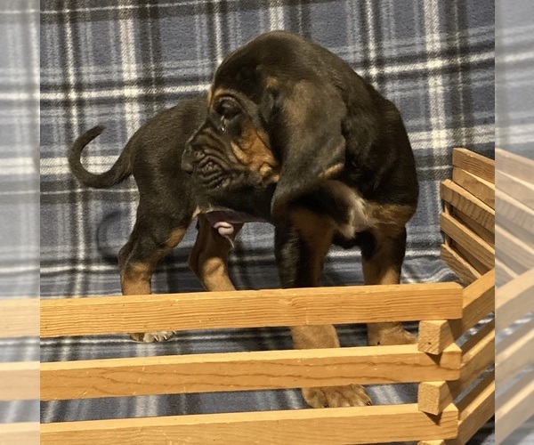 Medium Photo #3 Bloodhound Puppy For Sale in FORT MORGAN, CO, USA