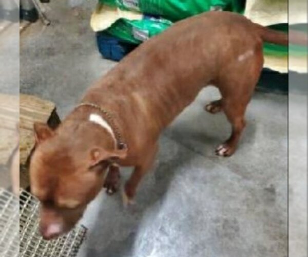 Medium Photo #4 Staffordshire Bull Terrier-Unknown Mix Puppy For Sale in Winston Salem, NC, USA
