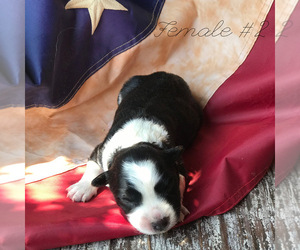 Border-Aussie Puppy for sale in BLMGTN, IN, USA