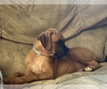 Puppy Banner Boxer