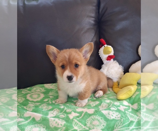 Medium Photo #28 Pembroke Welsh Corgi Puppy For Sale in ARROYO GRANDE, CA, USA