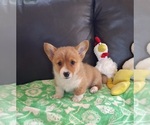 Small #27 Pembroke Welsh Corgi