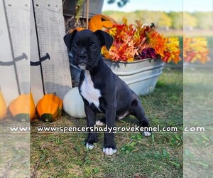 Boxer Puppy for sale in CABOOL, MO, USA