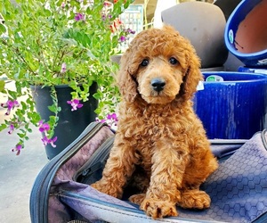 Poodle (Miniature) Puppy for Sale in CHANDLER, Arizona USA
