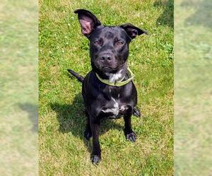 Shepradors Dogs for adoption in Akron, OH, USA