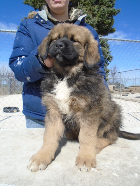 Medium Photo #1 Tibetan Mastiff Puppy For Sale in GALVA, IL, USA