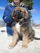 Small Photo #1 Tibetan Mastiff Puppy For Sale in GALVA, IL, USA
