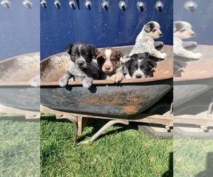 Australian Cattle Dog-Border Collie Mix Puppy for Sale in DOWNING, Wisconsin USA