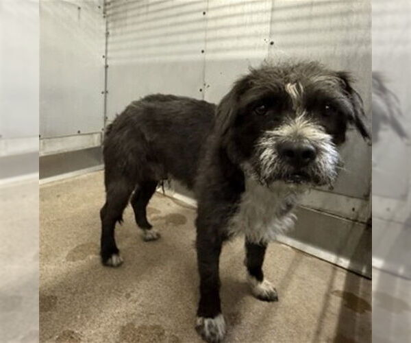 Medium Photo #1 Mutt Puppy For Sale in San Bernardino, CA, USA