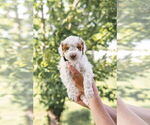 Small Photo #29 Goldendoodle (Miniature) Puppy For Sale in FREDERICA, DE, USA
