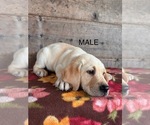 Small #1 Labrador Retriever