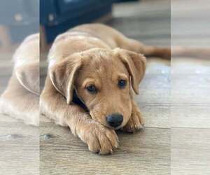 Labrador Retriever-Unknown Mix Dogs for adoption in MIDWAY, UT, USA