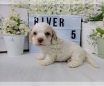 Puppy 5 Cockapoo
