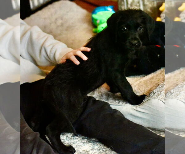 Medium Photo #4 Labrador Retriever-Unknown Mix Puppy For Sale in Mechanicsburg, PA, USA