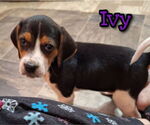 Small #1 Beagle Mix