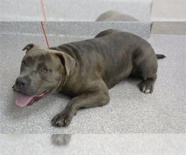 Medium Photo #1 American Pit Bull Terrier Puppy For Sale in Pasadena, TX, USA