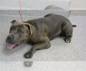 American Pit Bull Terrier Dogs for adoption in Pasadena, TX, USA
