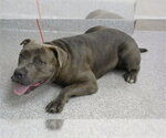 Small American Pit Bull Terrier