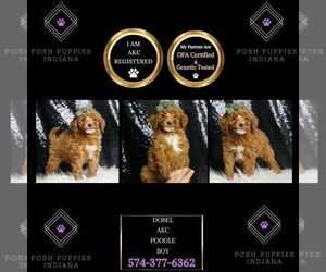 Poodle (Toy) Puppy for sale in WARSAW, IN, USA